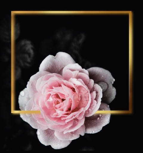 

Подарочные пакеты "Роза на чёрном" 23 х 24 см (6 шт/уп), Черный