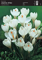Крокус Jeanne D'arc, 8/9