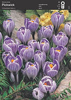 Крокус Pickwick, 8/9
