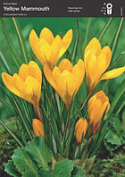 Крокус Yellow Giant, 8/9