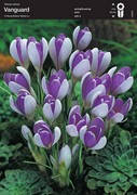 Крокус Vanguard, 10+