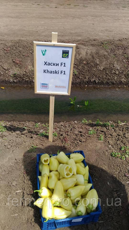 Насіння перцю Хаскі F1/ Haski F1 500 насіння Enza Zaden
