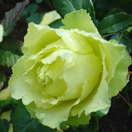 Троянда Лімбо