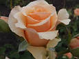 Троянда Примадонна, фото 2