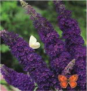 Буддея Давіла Блек Кінг (контейнер 0,5), фото 1