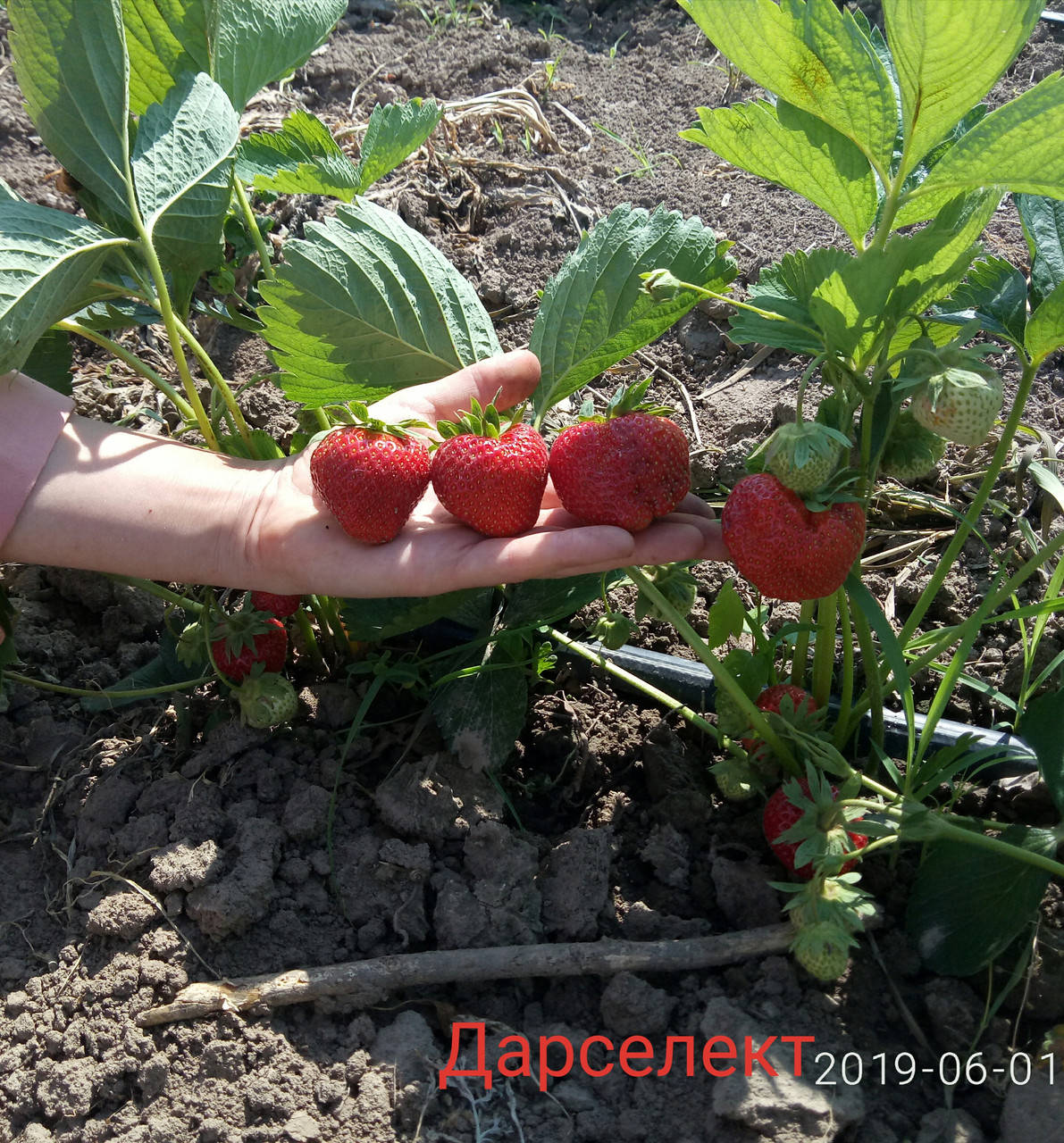 

Рассада клубники Дарселект