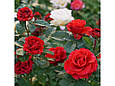 Троянда Ель тора ребриста, фото 3