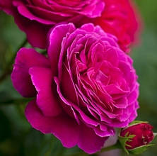 Троянда Малиновий пурпур