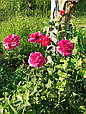 Троянда Малиновий пурпур, фото 3