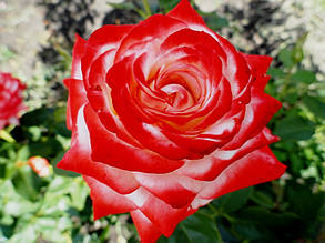 Троянда Імператриця