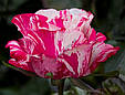 Троянда сатину, фото 2