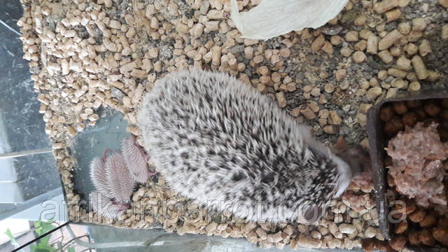 Африканський їжачок - малюки