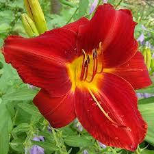 Лійник Анзак