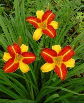 Лілейник франс халс