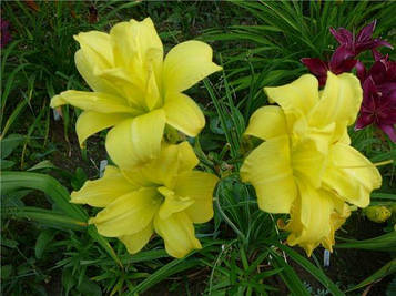 Лілейник Double River Wye (47)