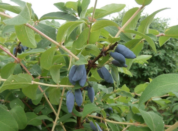 Саджанці жимолості сорт Нимфа, 3 річні конт. 10 л