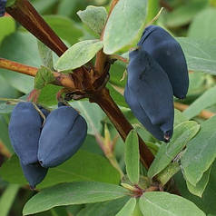 Саджанці жимолості сорт Амфора, 3-річні в контейнері (5 л.)