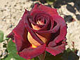 Троянди Едді Мітчел, фото 3