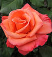 Троянда erisfer, фото 2