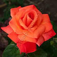 Троянда erisfer, фото 3