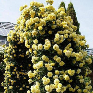 Саджанець парковій троянди Консуэлла (Konsuella), фото 1