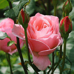 Саджанці троянди спрей рожевої Лінда