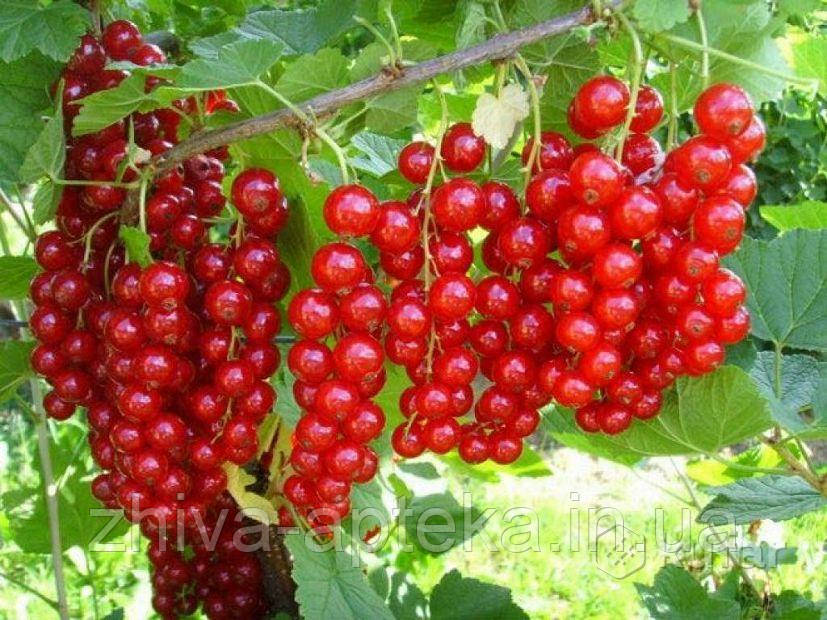 Червона смородина (поречка) крупноплідна, вищий сорт 1 кг