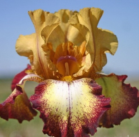 Iris germanica Flamenco