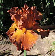 Iris germanica High Roller