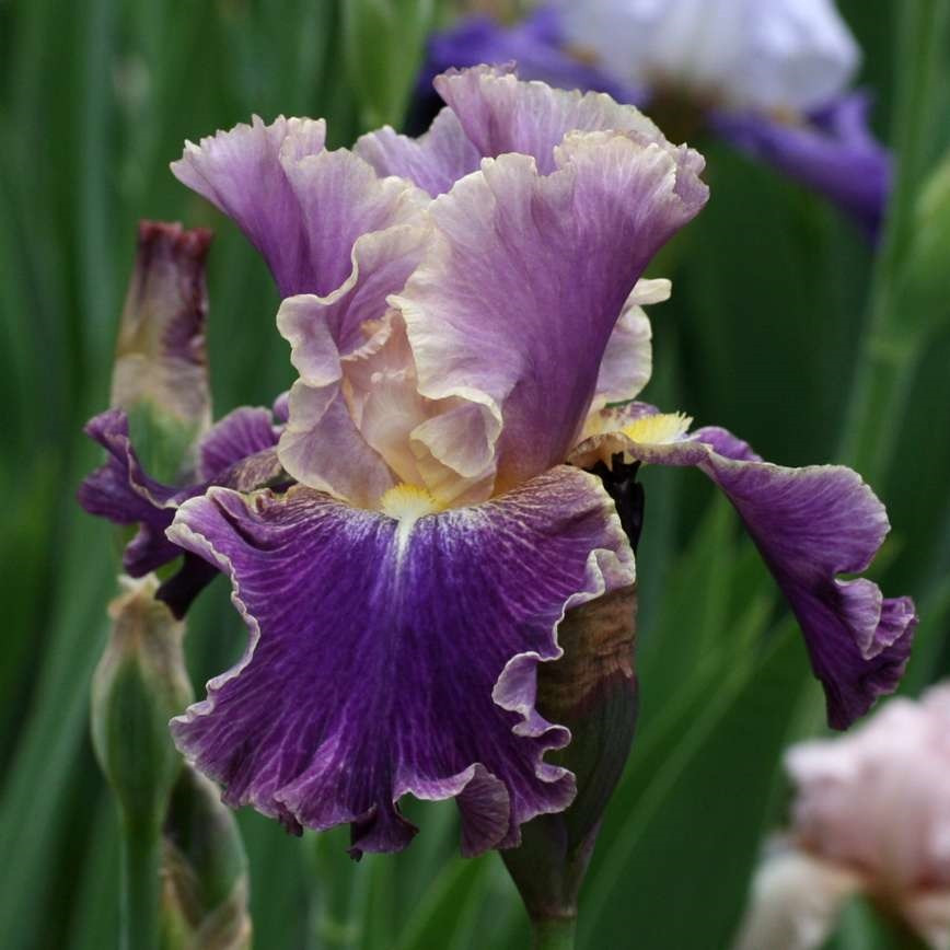 Iris germanica Liaison