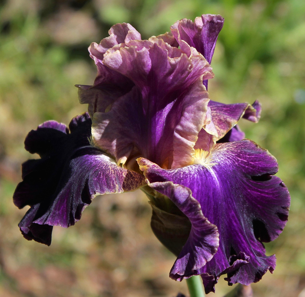 Iris germanica Lip Servise