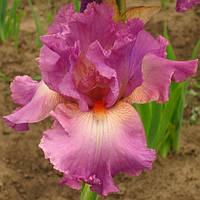 Iris germanica Mallow Dramatic