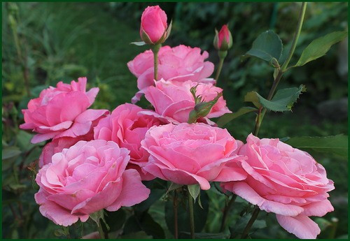 Саджанці троянд сорт Куін оф Інгланд (Queen of England)