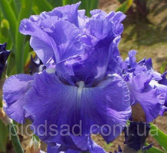 Iris germanica Newa Street