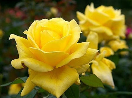 Саджанці троянд сорт Ландора (Landora), фото 2