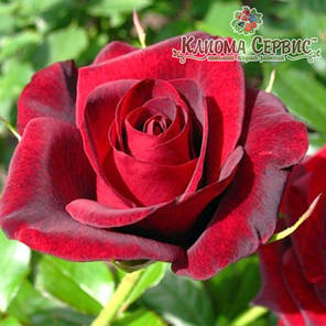 Саджанці троянд сорт Гран Прі, фото 2