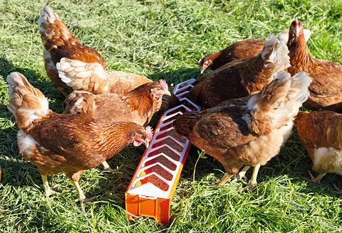 Годівниця для домашнього птаха Лоткова годівниця для домашнього птаха