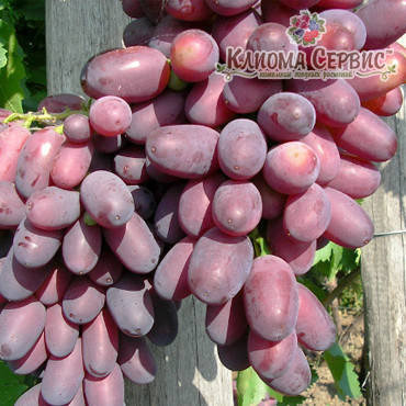 Саджанці винограду сорт Кармакод, фото 2