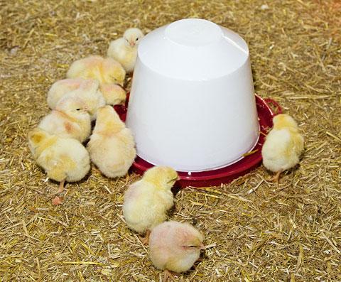 Вакуумна поїлка 1,5 л.