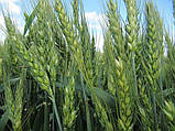 Насіння озимої пшениці "Шестопалівка" 1 репродукція, фото 2