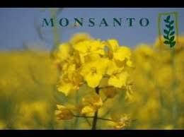 Насіння озимого Ріпаку ДК Північний Monsanto/ насіння ріпака 1.5 млн/шт