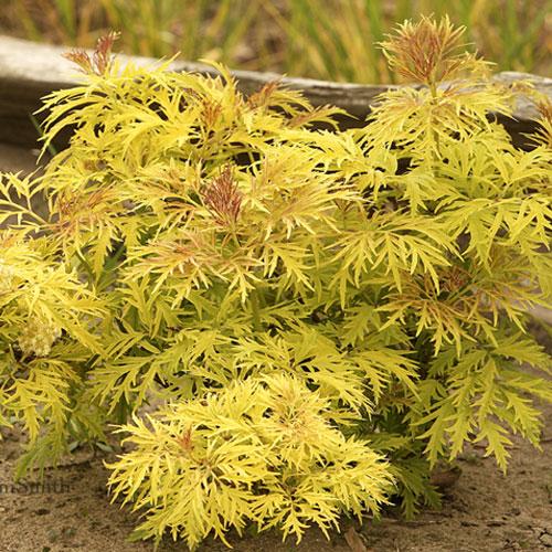 Бузина Плюмоза Аурію (контейнер 0,5л), фото 1