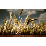 Семена озимой пшеницы " Чорнява " єлит, фото 2
