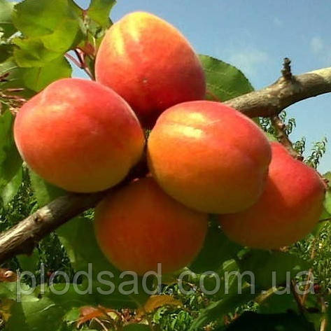 Абрикос Джумбо Тардів