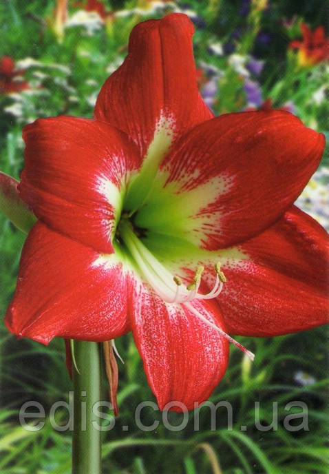 Гіппеаструм простий Mega Star / Мега Стар / 1 цибулина 24/26