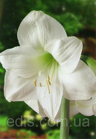 Гіппеаструм простий White / Уайт / 1 цибулина 24/26, фото 1