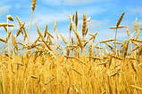 Насіння озимою пшениці " Антонівка" 1 репродукція, фото 2