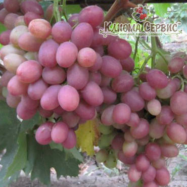 Саджанці винограду сорт Рубіновий Ювілей, фото 2