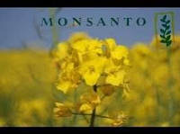 Семена Рапс озимый ДК Эксприт, Monsanto/ насіння Ріпака ДК Експріт, 1,5 млн. нас.