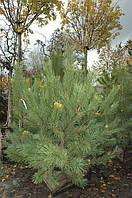 Сосна кримська — Pinus nigra subsp. pallasiana